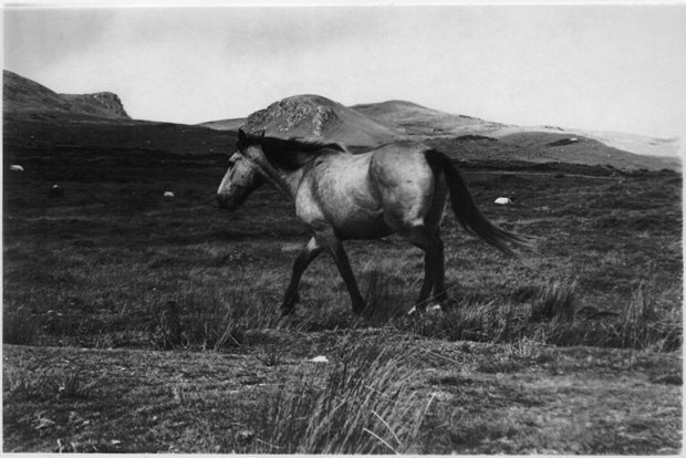 Connemara Pony on Clare Island Image by Crisosoir Mac Carthaigh
